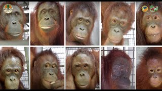 VIDEO: MEET 10 MORE ORANGUTANS WHO ARE RETURNING TO THE FOREST