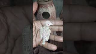 Java Seeds Mix, Fawn Sparrow Breeding tips , Java Sparrow , Java Finch , White Java , Silver Java