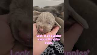 Puppies start opening their eyes! #weimaraners