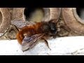 How I build my Mason Bee Hives