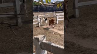 Did I hear FOOD? 🐴🥕 #falabella #horse #funnyanimals #cuteanimals #shorts #goat #animals