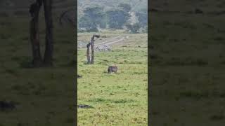 Wet Hyena 😱😱😱 #Wildlife #Safari
