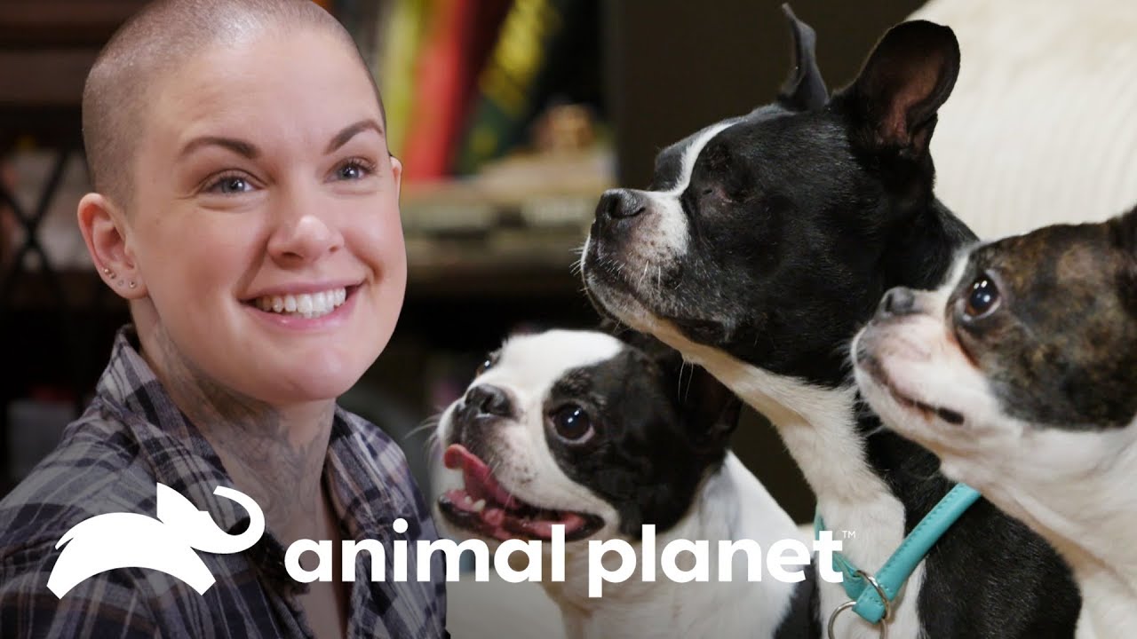 camera iphone 8 plus apk ¡Un Boston Terrier ciego conoce a su nueva familia! | Amanda al rescate | Animal Planet