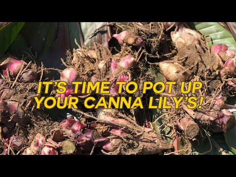 Video: Canna Rhizome Rot – Ինչ անել փտած կաննայի կոճղարմատների հետ