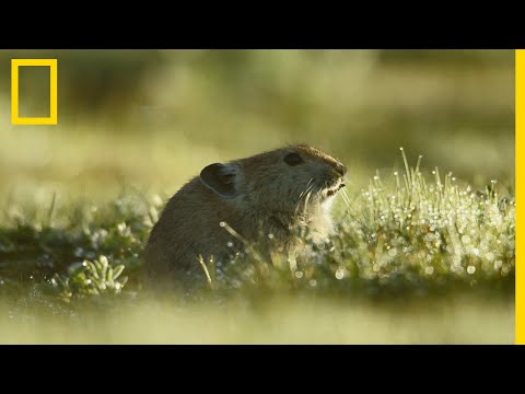 Vidéo: Où vivent les pikas à collier ?