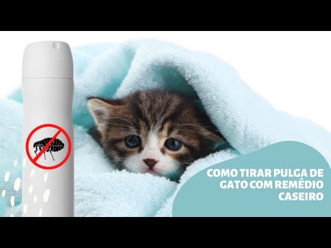 Vídeo: Como Remover Pulgas De Um Gato Em Casa