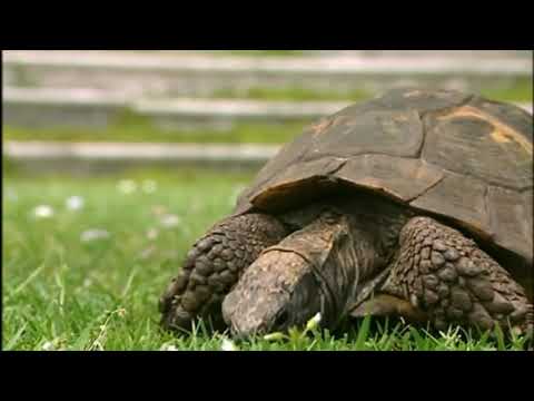 Vídeo: Què Mengen Les Tortugues Mascotes?