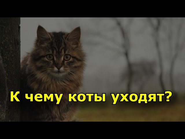 К чему коты уходят из дома и не возвращаются?