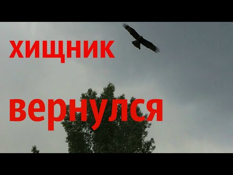 Вопрос: Чем питаются коршуны в городе?