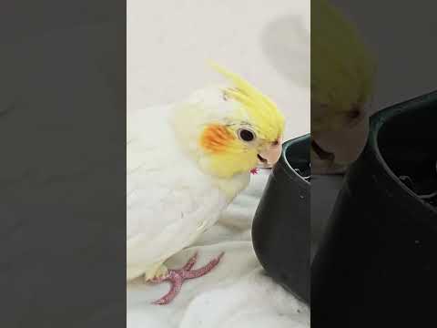 كركر كروان تناول بوشارا لذيذا كروان كيوت