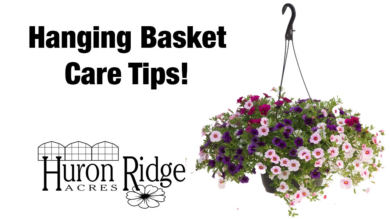 Hanging Basket Care