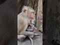 pregnant monkey Cherry holding baby Pandora incredible #viral #cute #shorts #shortvideo #monkey