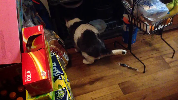 Grandmas talking to cat