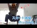 ウルトラマンブレーザー「スカード体操」やってみた！《木枯らし編》　ULTRAMAN