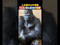 人生最大の大喧嘩。深刻に悩むイケメンゴリラが話題❗️ #動物 #ゴリラ #動物園 #イケメン #gorilla #animals #shorts