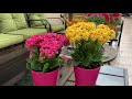 كيف تجعل نبات الكلانشو تزهر عندك بغزاره طول الوقت Kalanchoe أسرار المشاتل كيف تجعل نبات الكلانشو تزهر عندك بغزاره طول الوقت Kalanchoe أسرار المشاتل