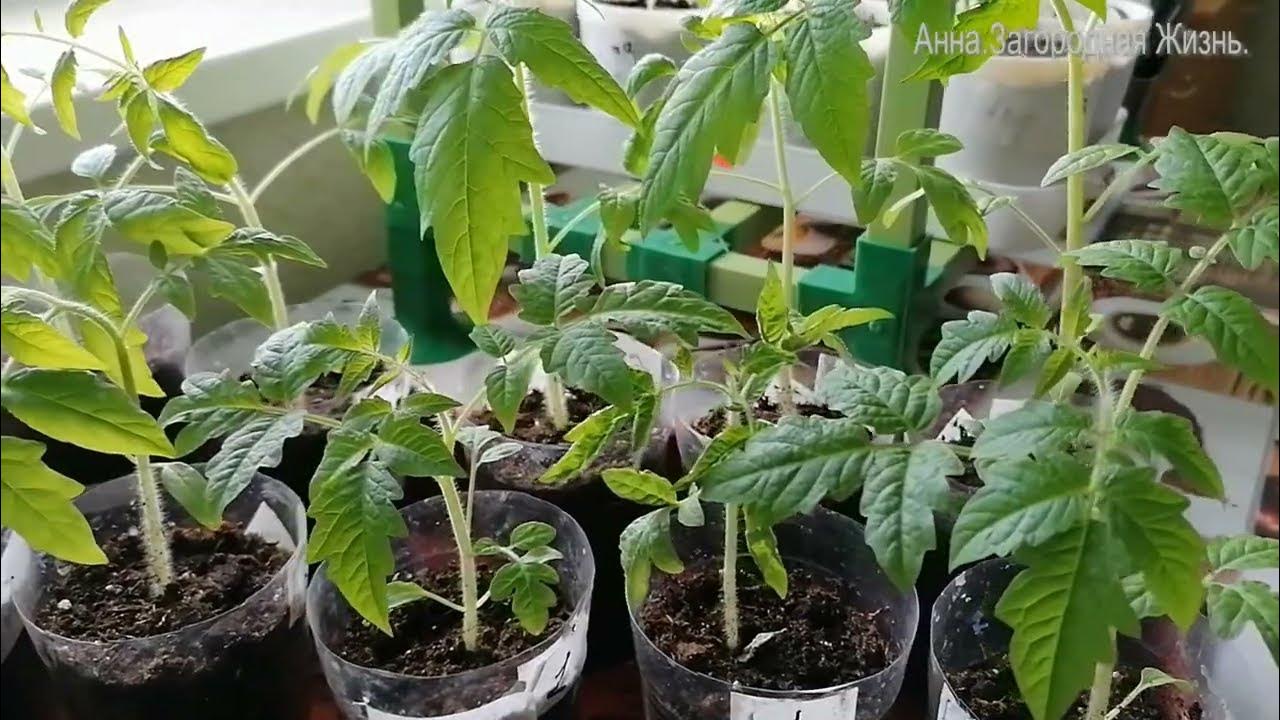 Какими народными средствами можно подкормить рассаду помидор. Какими народными средствами можно подкормить рассаду помидор