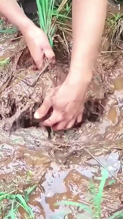 Teknik dan skill menemukan sarang kura kura pada ladang yang becek #shorts