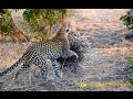 Porcupine defeats leopard on Safari in the Kruger National Park