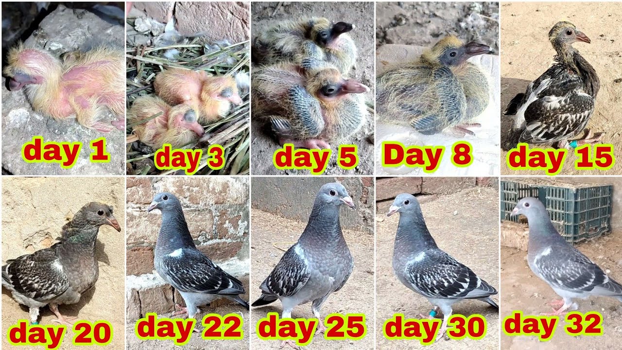 day-to-day-baby-pigeon-growth-1-to-32-days-progress-episode-01-baby