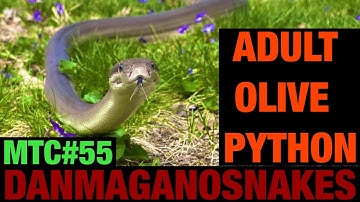 Meet the collection: Part 55, Update on my male Olive python. Cool behaviors!