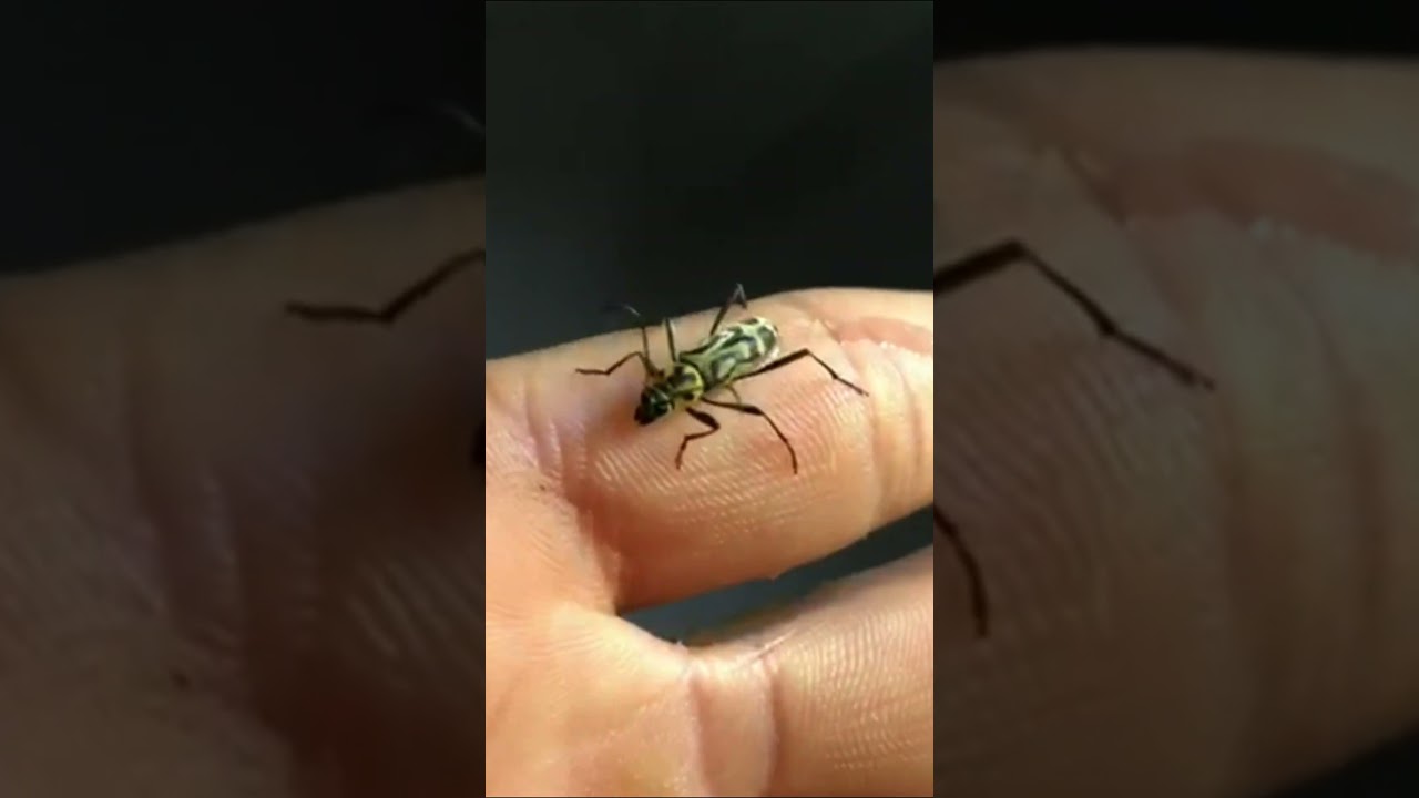 Longhorn beetle (Chlorophorus annularis) 🇧🇷 Brazil