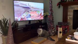 Bird watching cat by Ellie the Ragdoll 70 views 4 months ago 2 minutes, 2 seconds