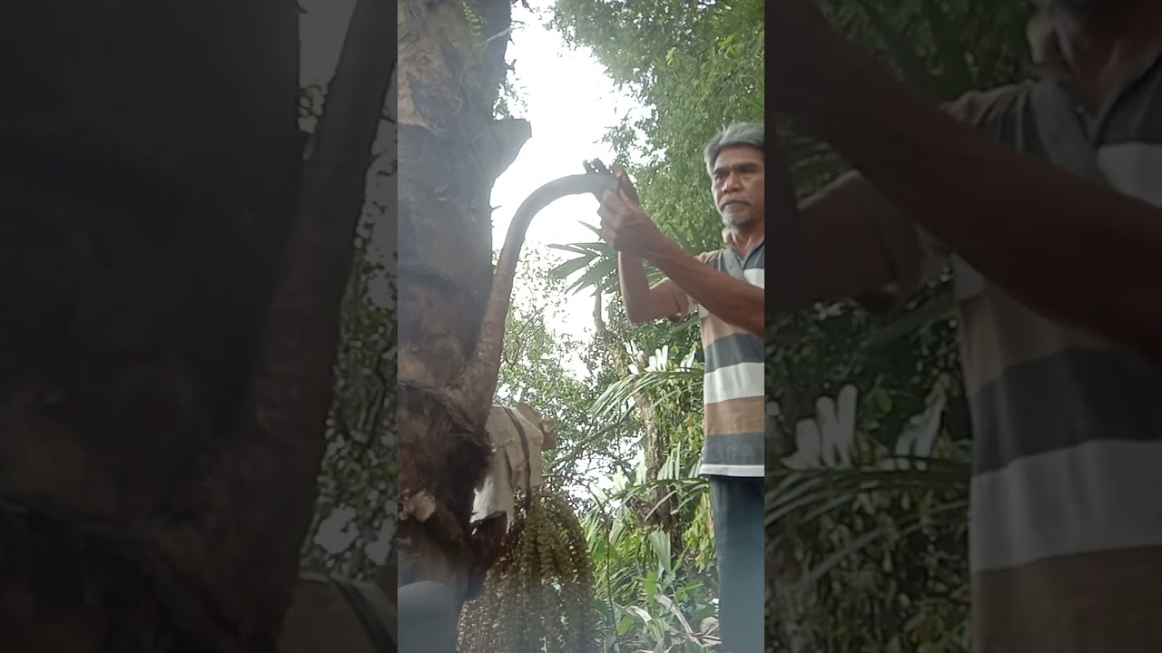 hari kedua setelah pemotongan Manggar aren mini