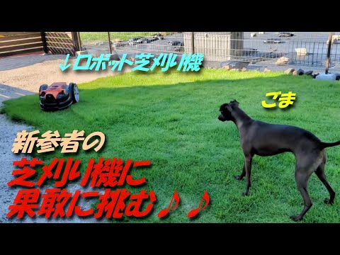 【イタグレ】ドッグランに現れた新参者にごまが挑む!?興味津々で話しかけていました♪