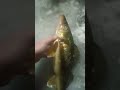 Fat walleye on a brand new jig design.