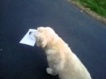 Blind dog delivering the mail  dan spinks