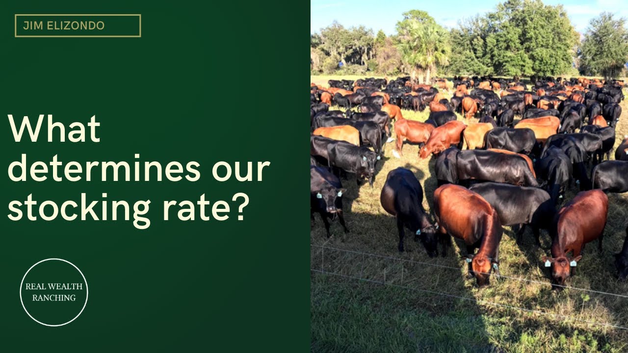 What determines our stocking rate? YouTube