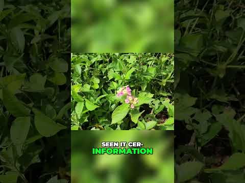 Brain Boost: Unlocking Memory & Cognitive Health 🧠 (Full Video in Description) #lantana