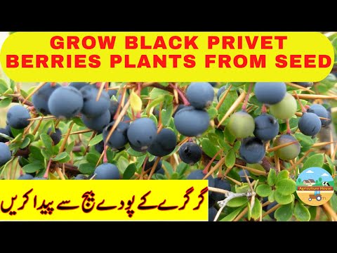 Βίντεο: Black Privet Berries