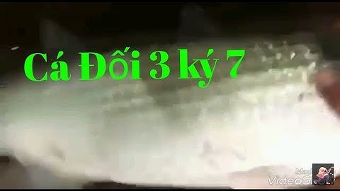 Cá Đối Khủng 3.7kg .ở Cà Mau