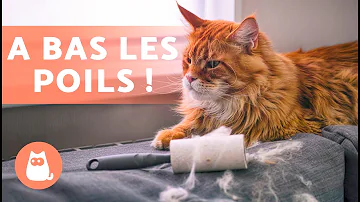 Quel Race De Chat Qui Ne Perd Pas Ses Poils Quel Race De Chat Qui Ne Perd Pas Ses Poils
