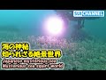 不思議なホヤが産み出す海の生き物の楽園が凄い…！Mysterious sea squirt world!