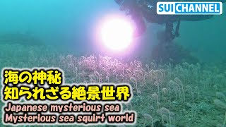 不思議なホヤが産み出す海の生き物の楽園が凄い…！Mysterious sea squirt world!