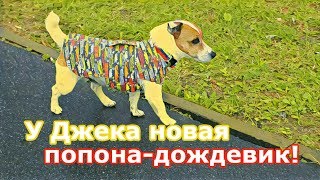 У Джека новая попона! У Джека новая попона!