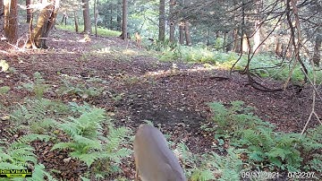 2021 G 4 scrape doe fawn daylight