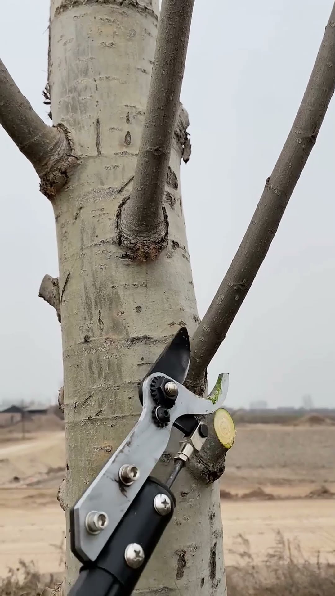 Garden electric branch scissors- Good tools and machinery make work easy