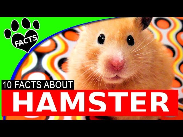 10 Hamster Facts All About Hamsters Youtube