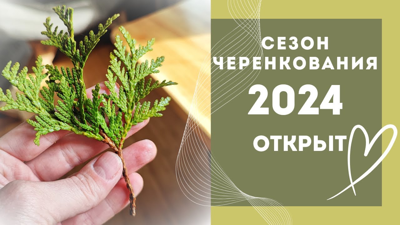 Начали черенкование| Весь процесс от срезки до теплицы|Без лишней болтовни)