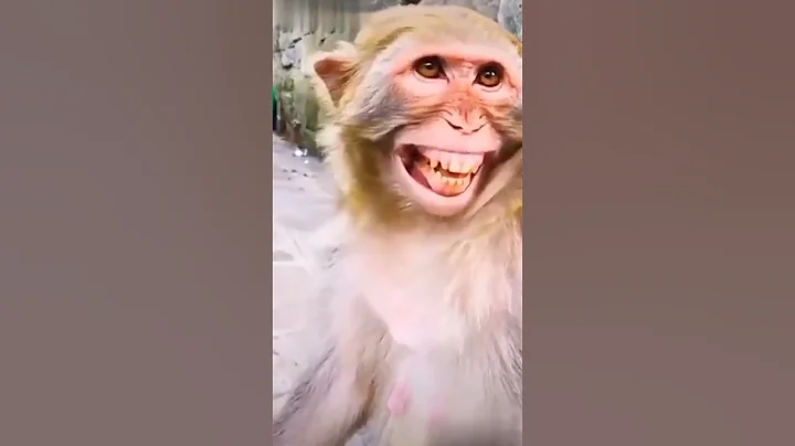 Laughing Monkey 🤣 funny monkey #viral #moonkey #funnymonkey
