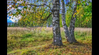 Деревня Мещёрка. Ярос. обл. Некр. р-он. Один км. от села Бурмакино