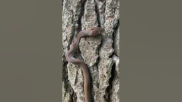 Tiny Python Scales Massive Tree? 🌳