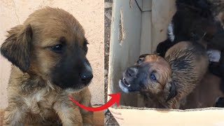 His Brothers Were Gone Permanently, But Puppy’s Cry For Help Was Heard