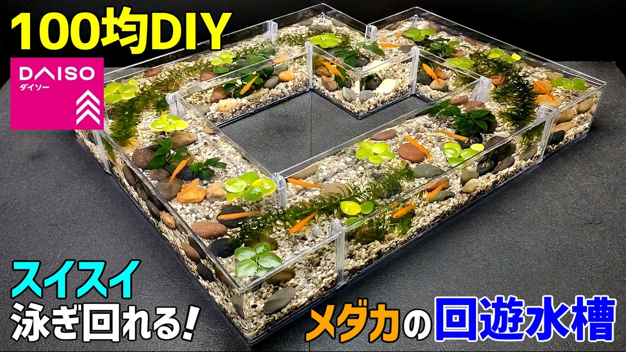 【100均DIY】まるで清流!ダイソーでメダカの【回遊水槽】を 自作!【アクアリウムDIY】【テラリウム】【ジオラマ】