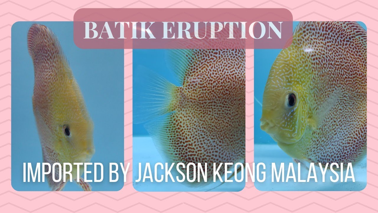 Ikan Discus Batik Eruption Imported by Jackson Keong Malaysia Size 5 ...