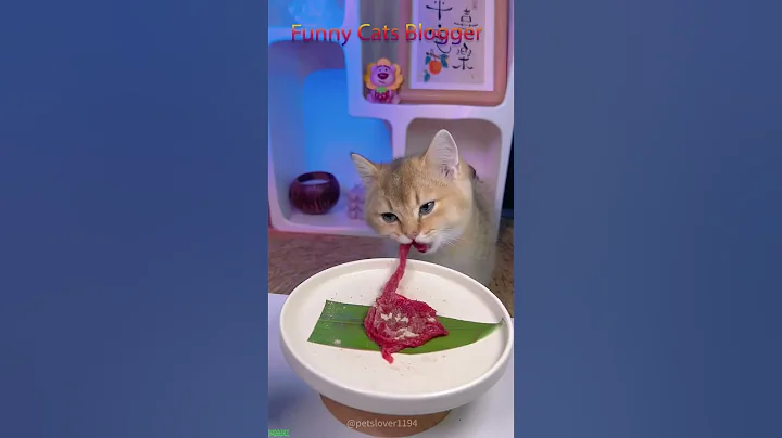 Video 6842361: cat sound funny, funny fat cat, funniest cats, cat love sound, funnycats